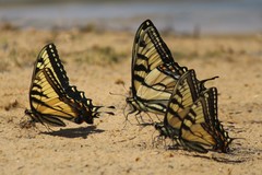 Papilio appalachiensis