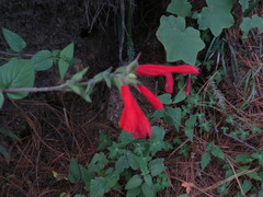 Salvia gesneriiflora