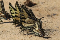 Papilio appalachiensis