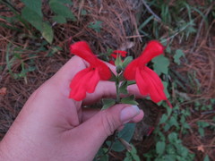 Salvia gesneriiflora