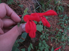 Salvia gesneriiflora