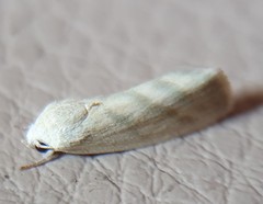 Earias paralella