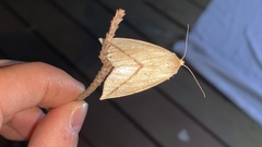 Descoreba simplex