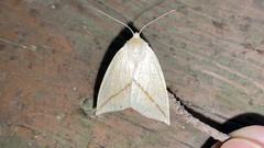 Descoreba simplex