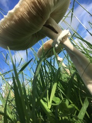 Macrolepiota dolichaula