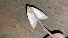 Descoreba simplex