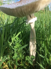 Macrolepiota dolichaula