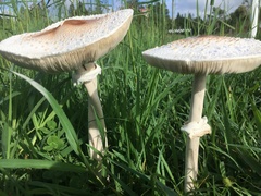 Macrolepiota dolichaula