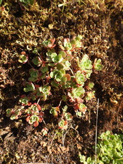 Sedum spathulifolium