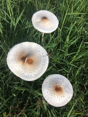 Macrolepiota dolichaula