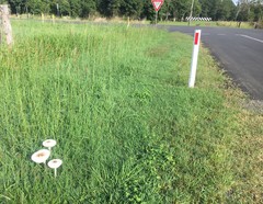Macrolepiota dolichaula