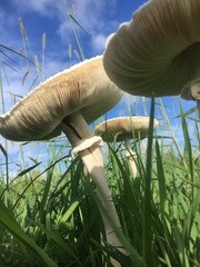 Macrolepiota dolichaula