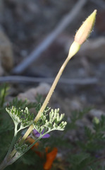 Eschscholzia lemmonii