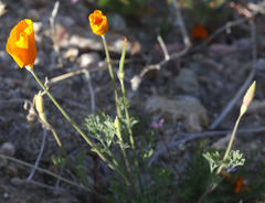 Eschscholzia lemmonii