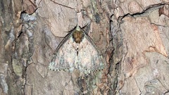 Dindica virescens