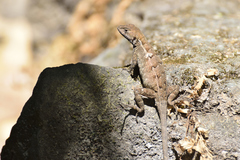 Sceloporus utiformis