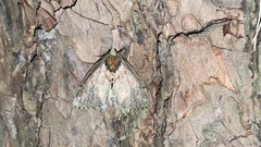 Dindica virescens