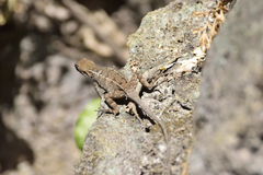Sceloporus utiformis