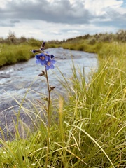 Polemonium occidentale occidentale