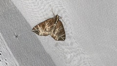 Evecliptopera illitata