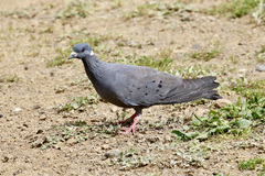 Columba albitorques