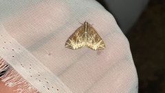 Evecliptopera illitata