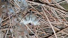 Evecliptopera illitata