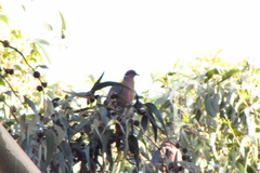 Patagioenas araucana