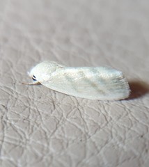 Earias paralella