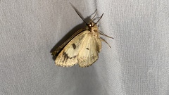 Dindica virescens