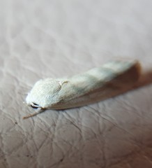 Earias paralella