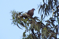 Patagioenas araucana