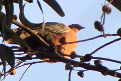 Patagioenas araucana
