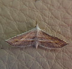 Stenopaltis lithina