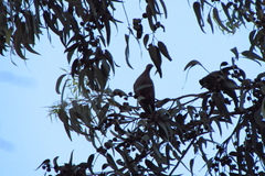 Patagioenas araucana
