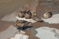 Anas georgica spinicauda