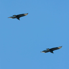 Coragyps atratus foetens