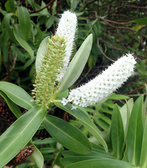 Veronica dieffenbachii