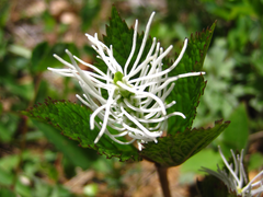 Chloranthus fortunei
