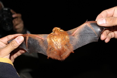 Lasiurus frantzii