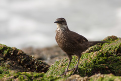 Cinclodes nigrofumosus