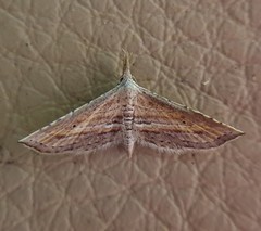Stenopaltis lithina