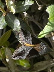 Hypena trigonalis
