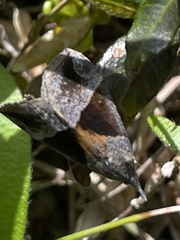Hypena trigonalis