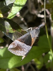 Hypena trigonalis