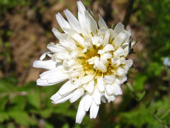 Taraxacum coreanum