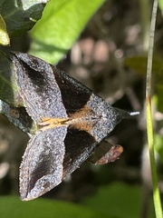 Hypena trigonalis