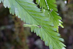 Asplenium bulbiferum × lepidotum