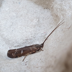 Limnephilus auricula