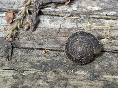 Vespericola armigera